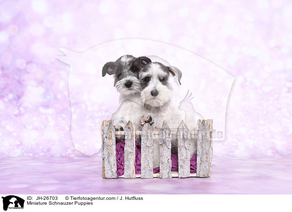 Miniature Schnauzer Puppies / JH-26703