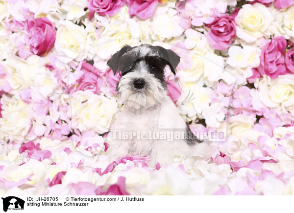 sitzender Zwergschnauzer / sitting Miniature Schnauzer / JH-26705