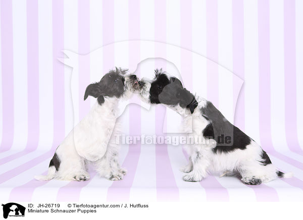 Zwergschnauzer Welpen / Miniature Schnauzer Puppies / JH-26719