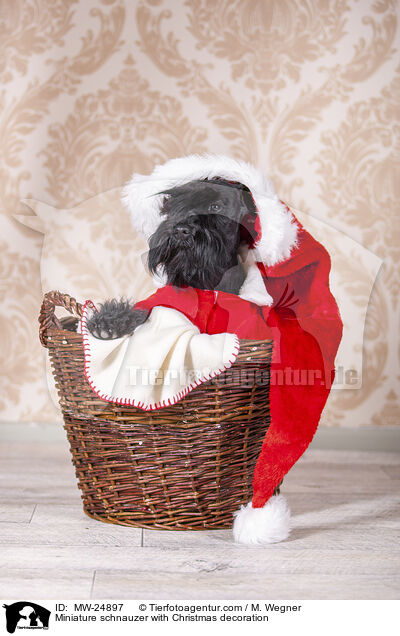 Zwergschnauzer mit Weihnaachtsdeko / Miniature schnauzer with Christmas decoration / MW-24897