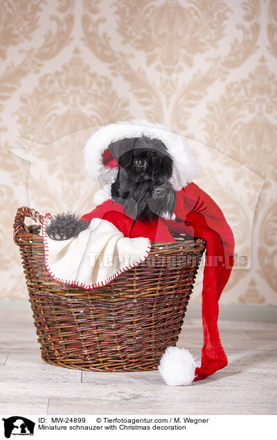 Zwergschnauzer mit Weihnaachtsdeko / Miniature schnauzer with Christmas decoration / MW-24899