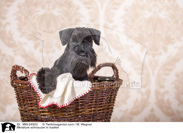 Zwergschnauzer im Krbchen / Miniature schnauzer in basket / MW-24902