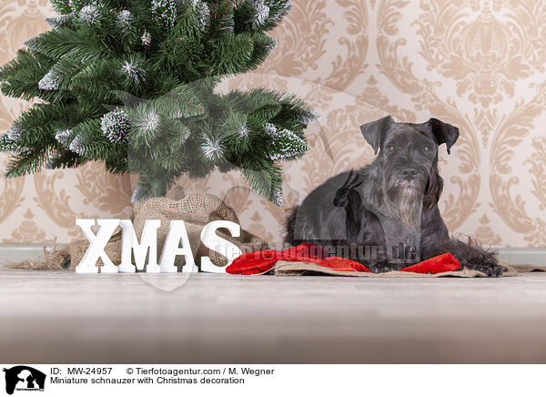 Zwergschnauzer mit Weihnaachtsdeko / Miniature schnauzer with Christmas decoration / MW-24957