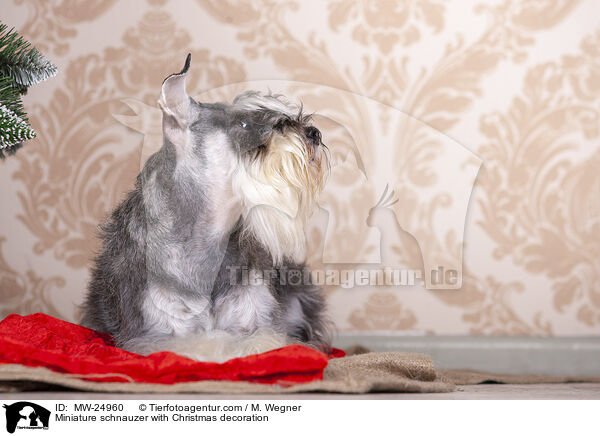 Zwergschnauzer mit Weihnaachtsdeko / Miniature schnauzer with Christmas decoration / MW-24960