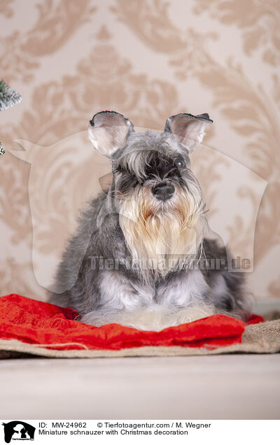 Zwergschnauzer mit Weihnaachtsdeko / Miniature schnauzer with Christmas decoration / MW-24962