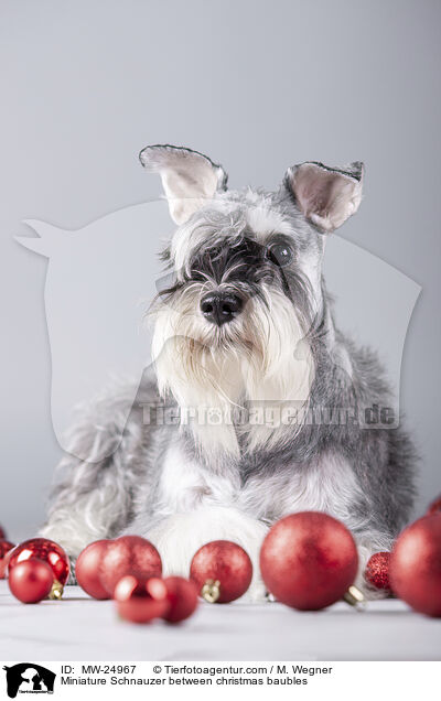 Miniature Schnauzer between christmas baubles / MW-24967