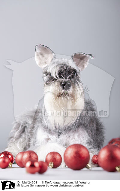 Miniature Schnauzer between christmas baubles / MW-24968