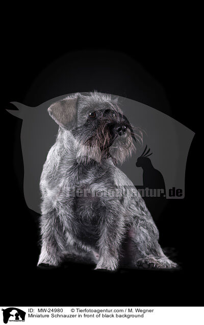 Miniature Schnauzer in front of black background / MW-24980