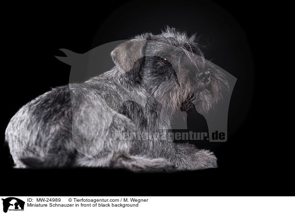 Zwergschnauzer vor schwarzem Hintergrund / Miniature Schnauzer in front of black background / MW-24989