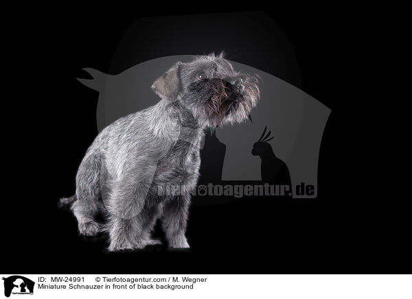 Miniature Schnauzer in front of black background / MW-24991