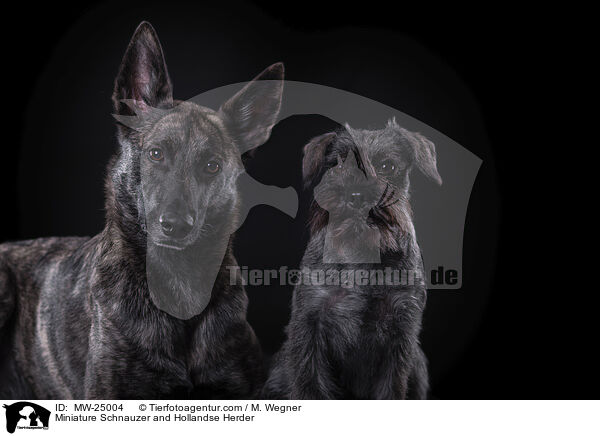 Zwergschnauzer und Hollndischer Schferhund / Miniature Schnauzer and Hollandse Herder / MW-25004