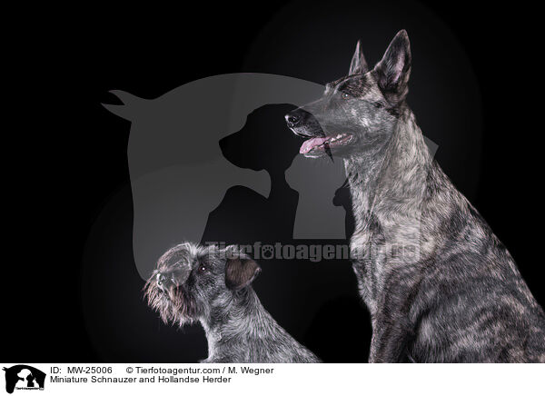 Zwergschnauzer und Hollndischer Schferhund / Miniature Schnauzer and Hollandse Herder / MW-25006