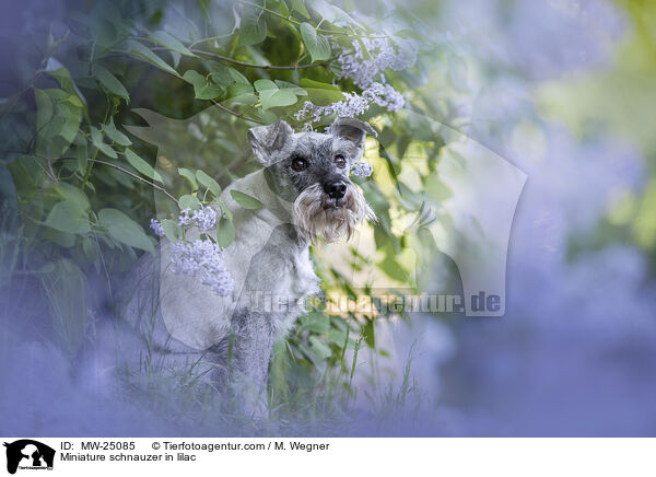 Zwergschnauzer im Flieder / Miniature schnauzer in lilac / MW-25085