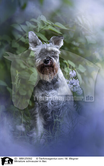 Zwergschnauzer im Flieder / Miniature schnauzer in lilac / MW-25092