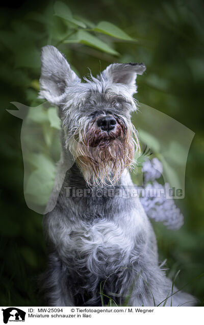 Zwergschnauzer im Flieder / Miniature schnauzer in lilac / MW-25094