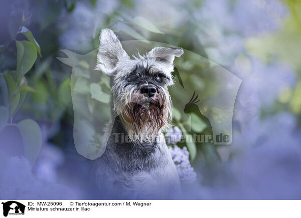 Zwergschnauzer im Flieder / Miniature schnauzer in lilac / MW-25096