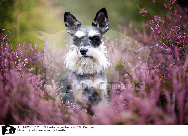 Miniature schnauzer in the heath / MW-25112