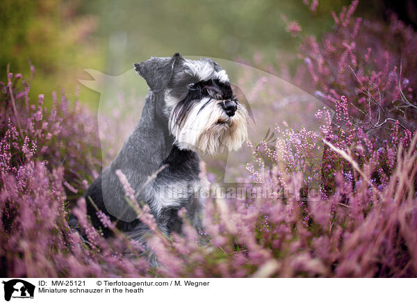 Miniature schnauzer in the heath / MW-25121