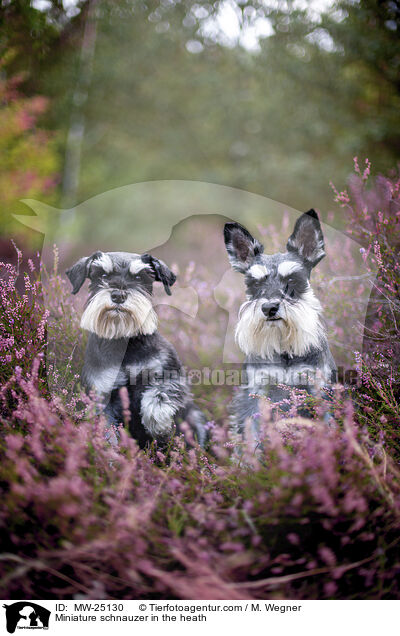 Zwergschnauzer in der Heide / Miniature schnauzer in the heath / MW-25130