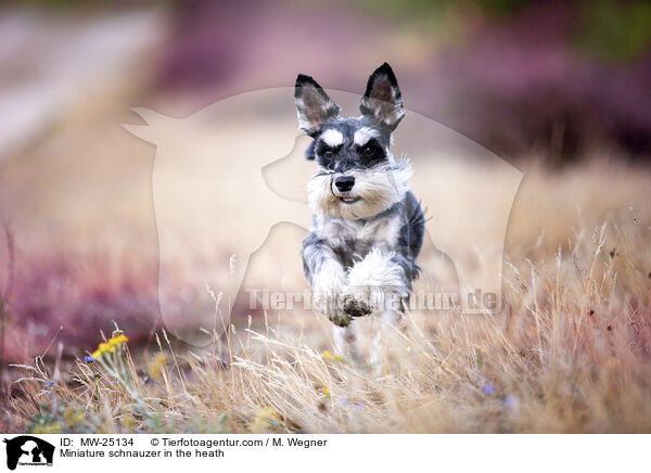 Zwergschnauzer in der Heide / Miniature schnauzer in the heath / MW-25134