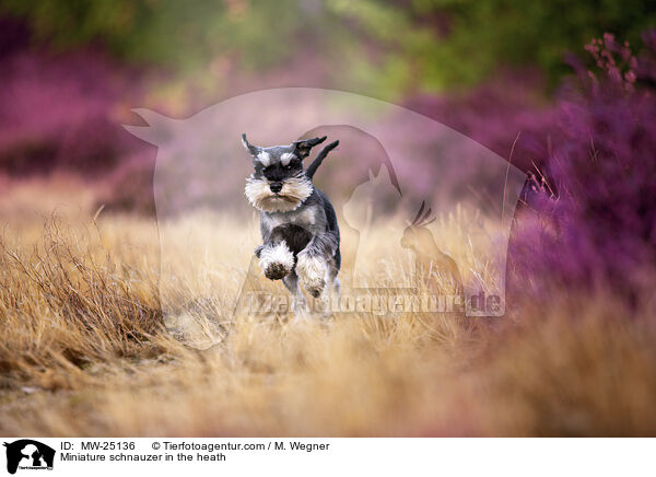 Zwergschnauzer in der Heide / Miniature schnauzer in the heath / MW-25136