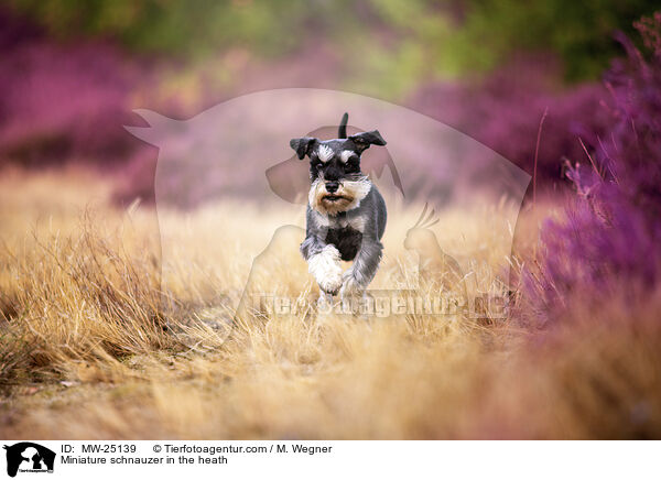 Zwergschnauzer in der Heide / Miniature schnauzer in the heath / MW-25139