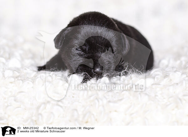 2 Wochen alter Zwergschnauzer Welpe / 2 weeks old Miniature Schnauzer / MW-25342