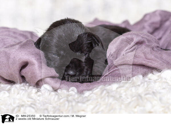 2 Wochen alter Zwergschnauzer Welpe / 2 weeks old Miniature Schnauzer / MW-25350