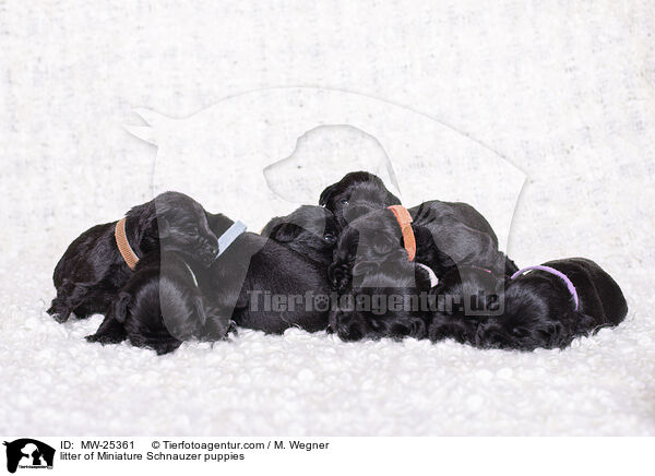 litter of Miniature Schnauzer puppies / MW-25361