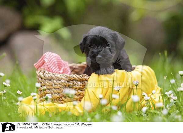 4 Wochen alter Zwergschnauzer Welpe / 4 weeks old Miniature Schnauzer / MW-25367