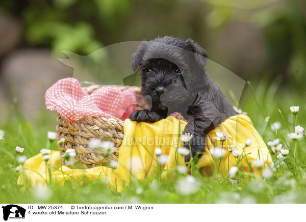 4 weeks old Miniature Schnauzer / MW-25374