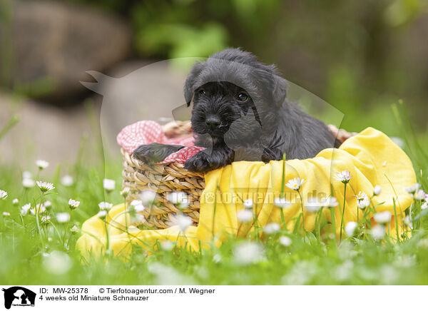 4 Wochen alter Zwergschnauzer Welpe / 4 weeks old Miniature Schnauzer / MW-25378