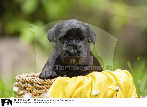 4 Wochen alter Zwergschnauzer Welpe / 4 weeks old Miniature Schnauzer / MW-25381