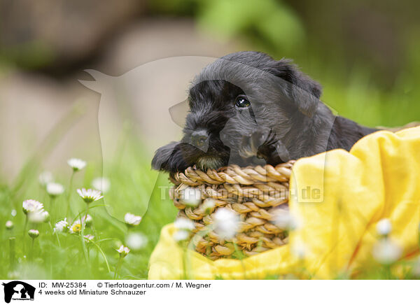 4 weeks old Miniature Schnauzer / MW-25384