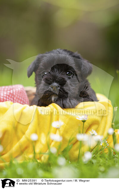 4 weeks old Miniature Schnauzer / MW-25391