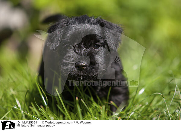 Miniature Schnauzer puppy / MW-25394