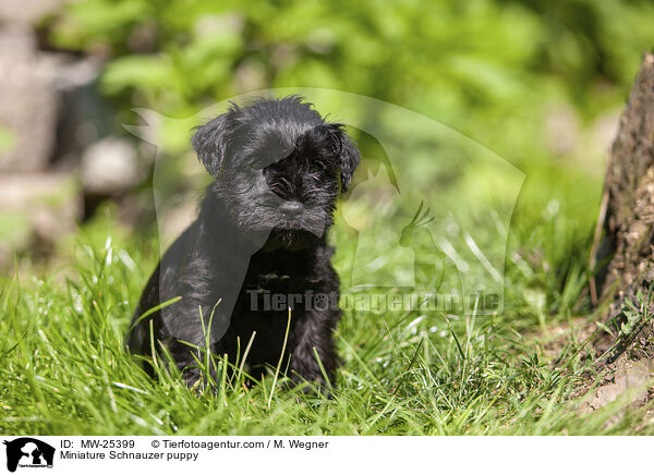 Miniature Schnauzer puppy / MW-25399