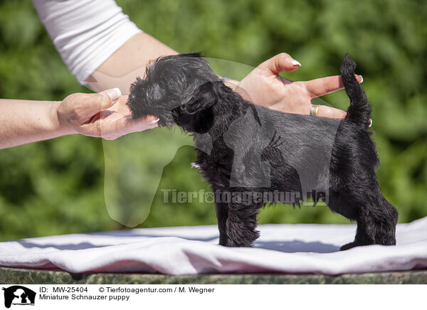 Miniature Schnauzer puppy / MW-25404