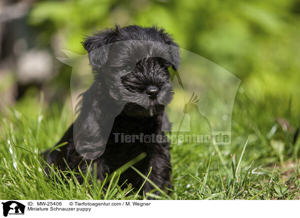 Miniature Schnauzer puppy / MW-25406