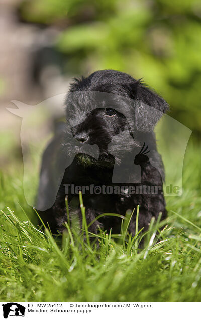 Miniature Schnauzer puppy / MW-25412