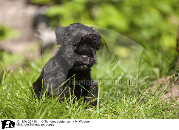 Zwergschnauzer Welpe / Miniature Schnauzer puppy / MW-25418