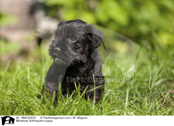 Miniature Schnauzer puppy / MW-25420