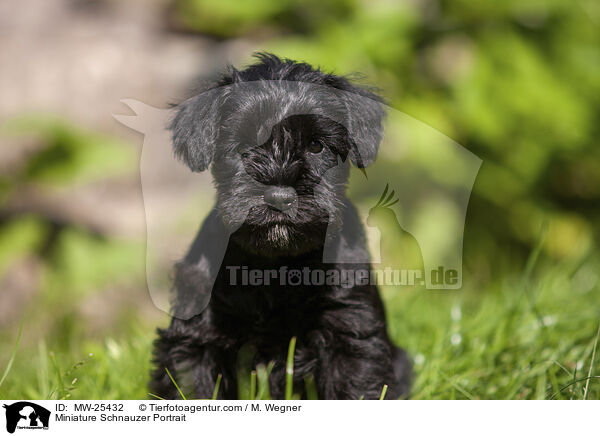 Zwergschnauzer Portrait / Miniature Schnauzer Portrait / MW-25432