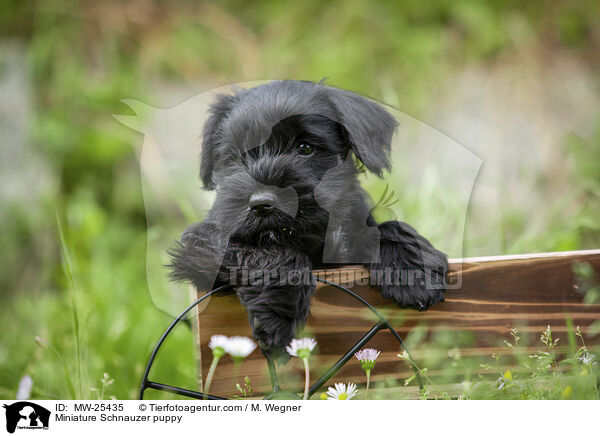 Zwergschnauzer Welpe / Miniature Schnauzer puppy / MW-25435