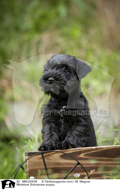 Zwergschnauzer Welpe / Miniature Schnauzer puppy / MW-25436