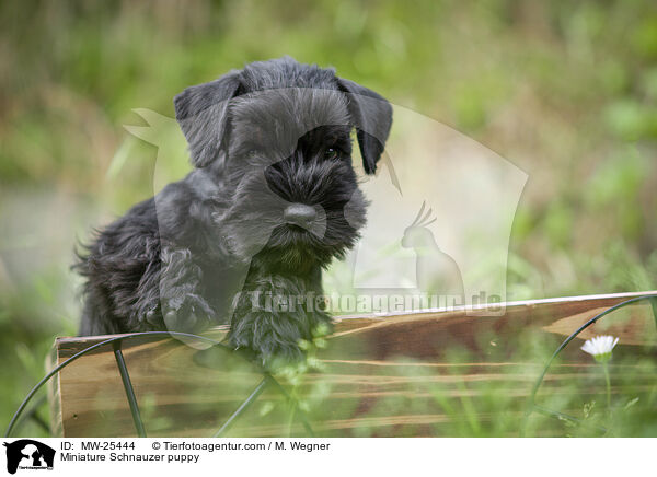 Zwergschnauzer Welpe / Miniature Schnauzer puppy / MW-25444