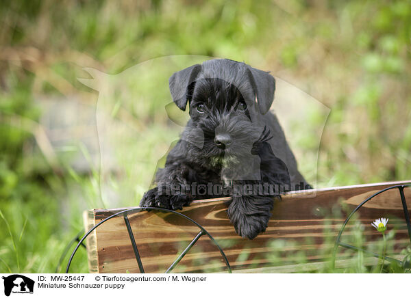 Zwergschnauzer Welpe / Miniature Schnauzer puppy / MW-25447