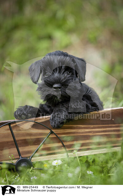 Zwergschnauzer Welpe / Miniature Schnauzer puppy / MW-25449