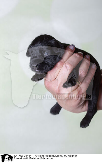 2 Wochen alter Zwergschnauzer Welpe / 2 weeks old Miniature Schnauzer / MW-25454