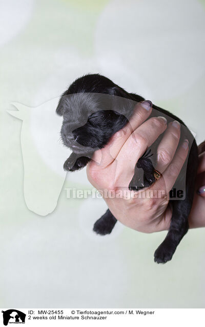 2 Wochen alter Zwergschnauzer Welpe / 2 weeks old Miniature Schnauzer / MW-25455